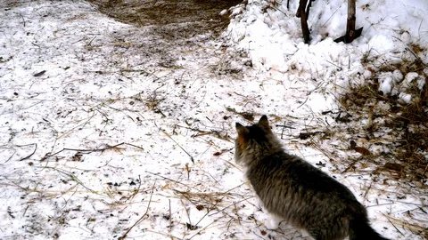 Cat walks in the snow Stock-Footage 128103548