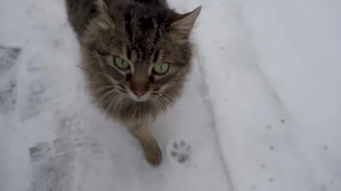 Cat walks in the snow Stock Footage 171104440
