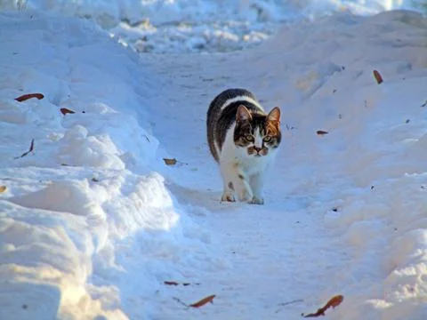 A cat walks on the snow Fotos de archivo