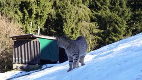 Cat walks in snowy forest like a tiger in slow motion Video stock 168580448