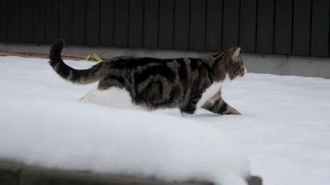 A cat walks through deep snow towards a garage Video stock 148965354