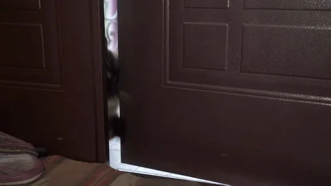 Cat walks in through the door Stock Footage 323381175