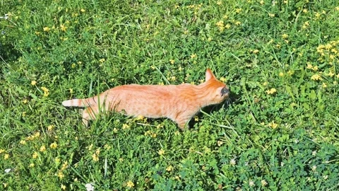 A cat walks through green grass and yellow flowers in a sunny setting. The Stock Footage 345876491