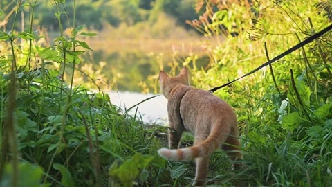 A cat walks through greenery toward a body of water. The setting shows a Stock Footage 345879383
