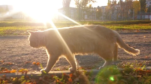 Cat walks through park in rays of setting sun. Pets Stock Footage 100995455
