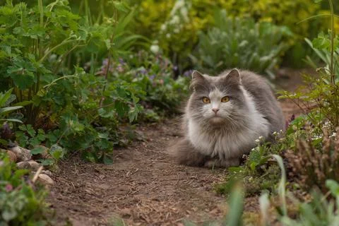 Cat walks through a patch of flowers. Lying cat in flowers. Beauty cat in nat 스톡 사진