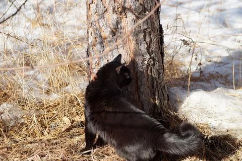 A cat walks through a spring forest on a clear day Stock Photos