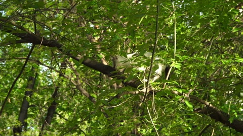 A cat walks through a tree on a spring day Stock Footage 89707458