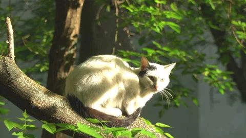 A cat walks through a tree on a spring day Stock Footage 89943807