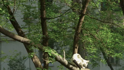 A cat walks through a tree on a spring day Stock Footage 89943851