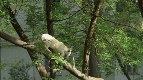 A cat walks through a tree on a spring day Stock Footage 89943881