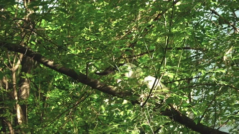 A cat walks through a tree on a spring day Stock Footage 89944309