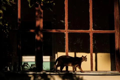 The cat walks on the windowsill outside the window Stock Photos