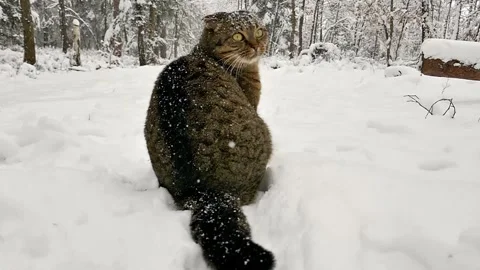 Cat walks in a winter forest. Trees in the snow and a striped Scottish Fold cat Stock Footage 286351204