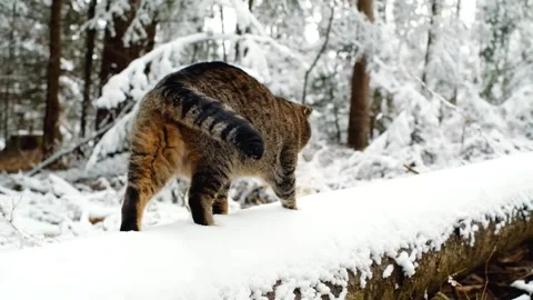 Cat walks in a winter forest under slowly falling snow. Stock Footage 304152922