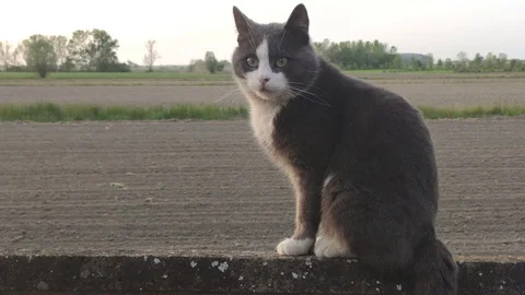 Cat on the wall 2 Stock Footage 128699887