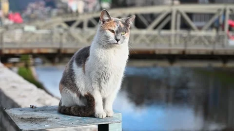 A cat on a wall in the city. Stock Footage 302089565