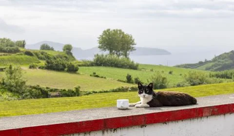 Cat on the wall with a cup of tea. Tea Plantation Gorreana. Sao Miguel, Azores Stock Photos