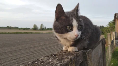 Cat on the wall Stock Footage 128699883