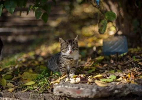 Cat in a wall looking at the camera Stock Photos