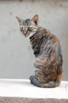 Cat on the wall Foto stock