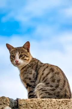 Cat on a wall Stock Photos