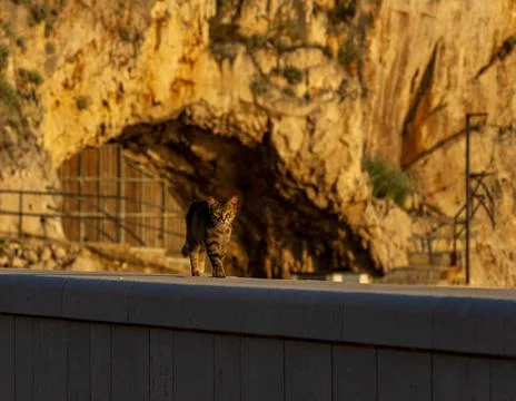 Cat on  the wall Stock Photos