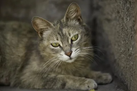 Cat on the wall Stock Photos