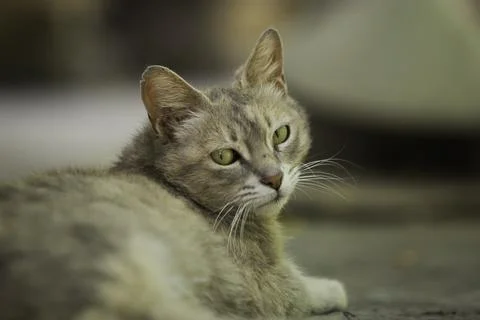 Cat on the wall Stock Photos