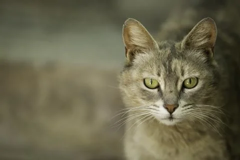 Cat on the wall Stock Photos