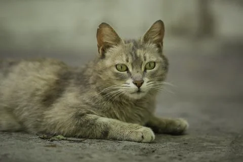 Cat on the wall 写真素材
