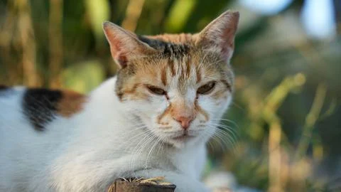 Cat on the wall Stock Photos