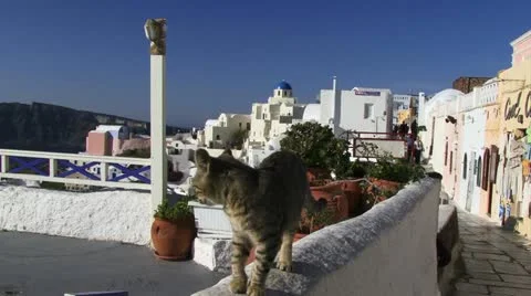 Cat on wall in Santorini Stockbeeldmateriaal 11399499