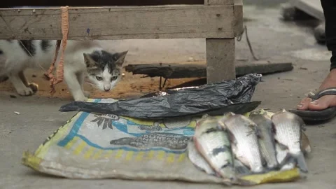 Cat wanders under the counters near fresh fish in a traditional street market. Stock Footage 135751806