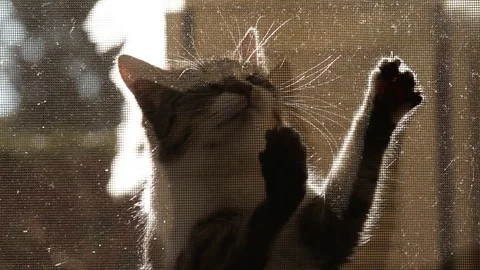 Cat want to get in Stock Footage 84186840