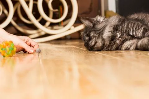 Cat want's to play Stock-Fotos