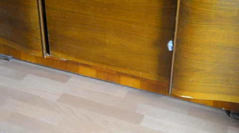 Cat in wardrobe Stock Footage 30487928