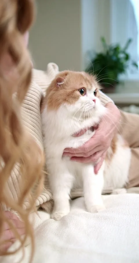 Cat warm hug Video stock 170950195