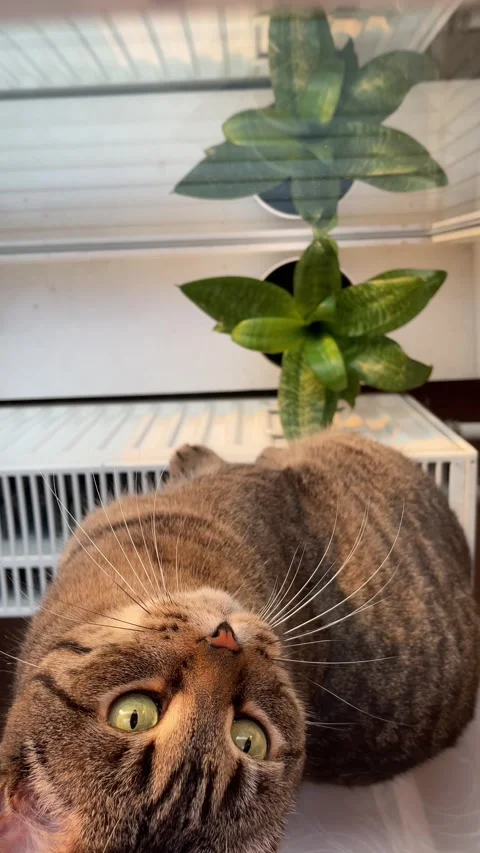 Cat in the warm light of the setting sun sitting on a radiator by the window Stock Footage 314576220