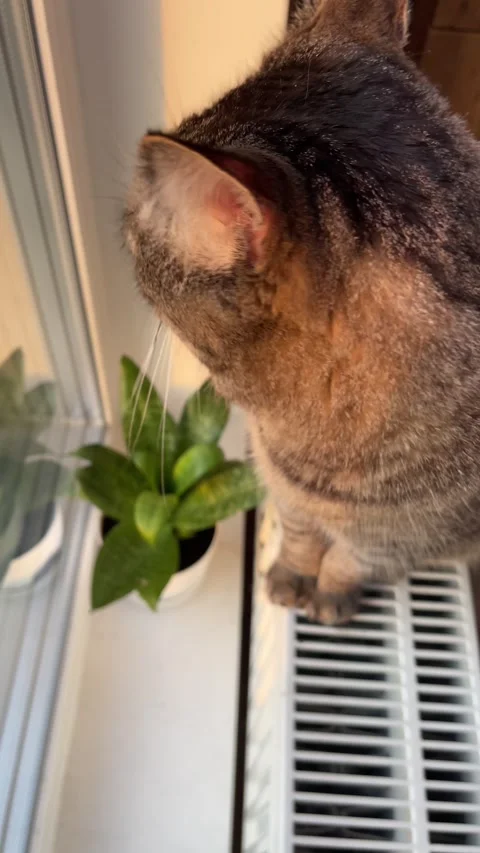 Cat in the warm light of the setting sun sitting on a radiator by the window Stock Footage 314576245