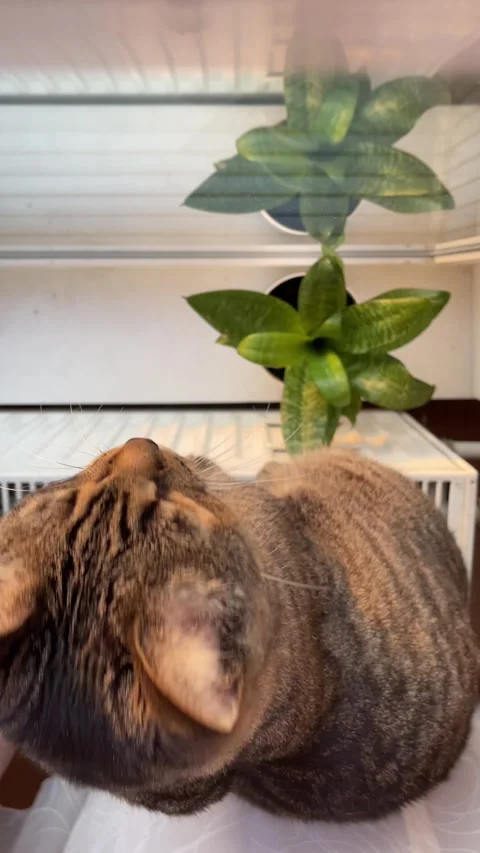 Cat in the warm light of the setting sun sitting on a radiator by the window Stock Footage 314576258