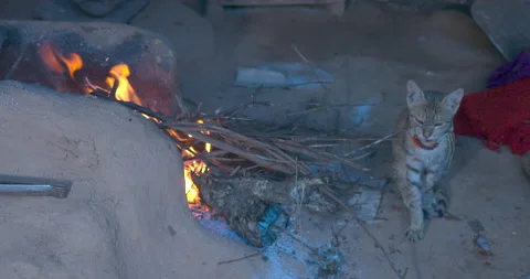 Cat warming herself in cold winters Stock Footage 222917699