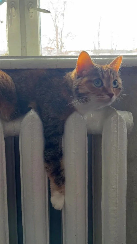 Cat warming itself on a home radiator 動画素材 329319469