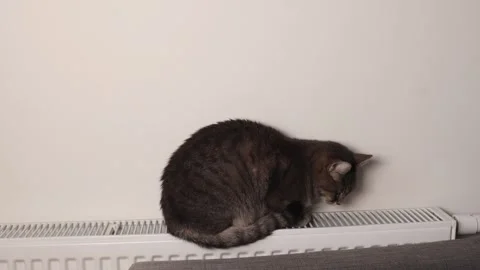 Cat Warming Itself on Radiator. Cozy Domestic Scene with Tabby Cat Relaxing by Stock Footage 314430809
