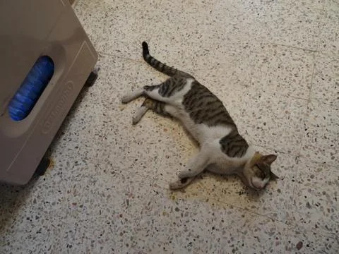 Cat warming up 库存照片