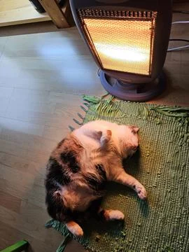 The cat is warming up Stock Photos