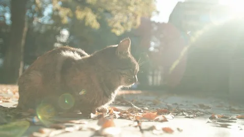 Cat warming in the sun, backlit Stock Footage 123753262