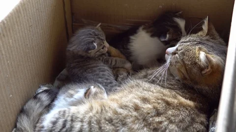Cat warms and protects small kittens Stock Footage 106914913