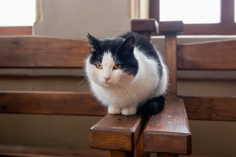The cat warms himself in the temple on the railing of benches Stock Photos