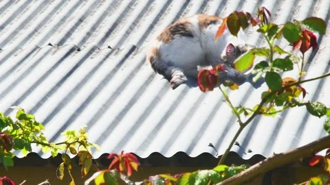 The cat warms itself and rolls over on the roof contentedly Vídeos de archivo 271185789